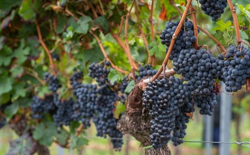 ���Ѽ���