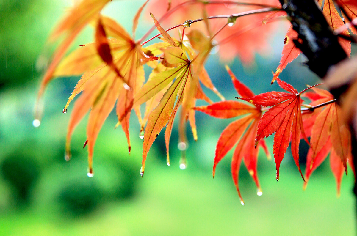 暮來秋雨 暮來秋雨
