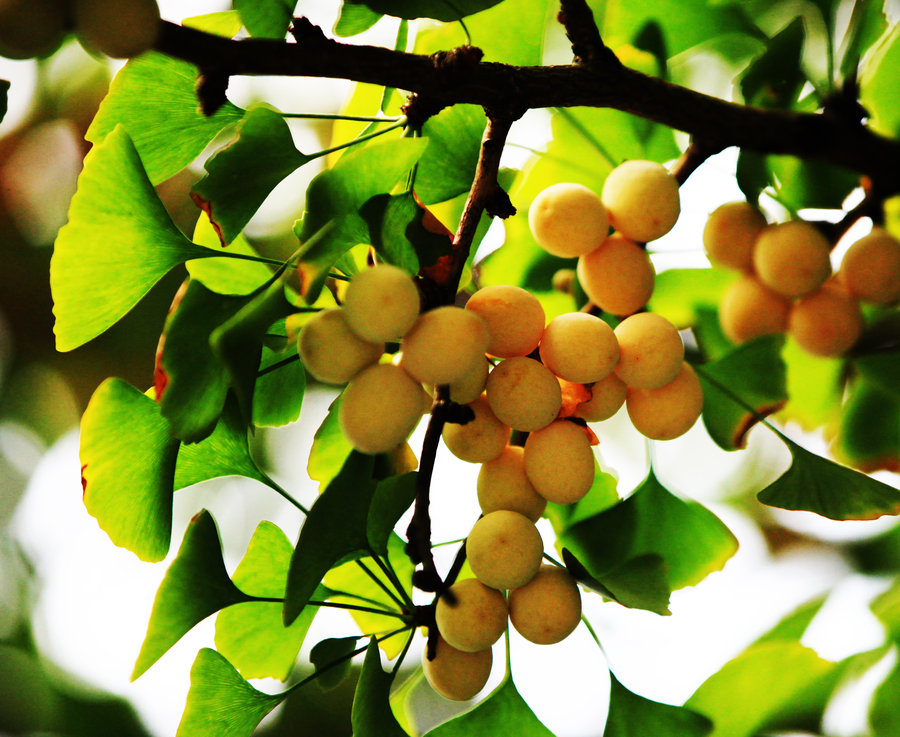 ����ҹ����΢��