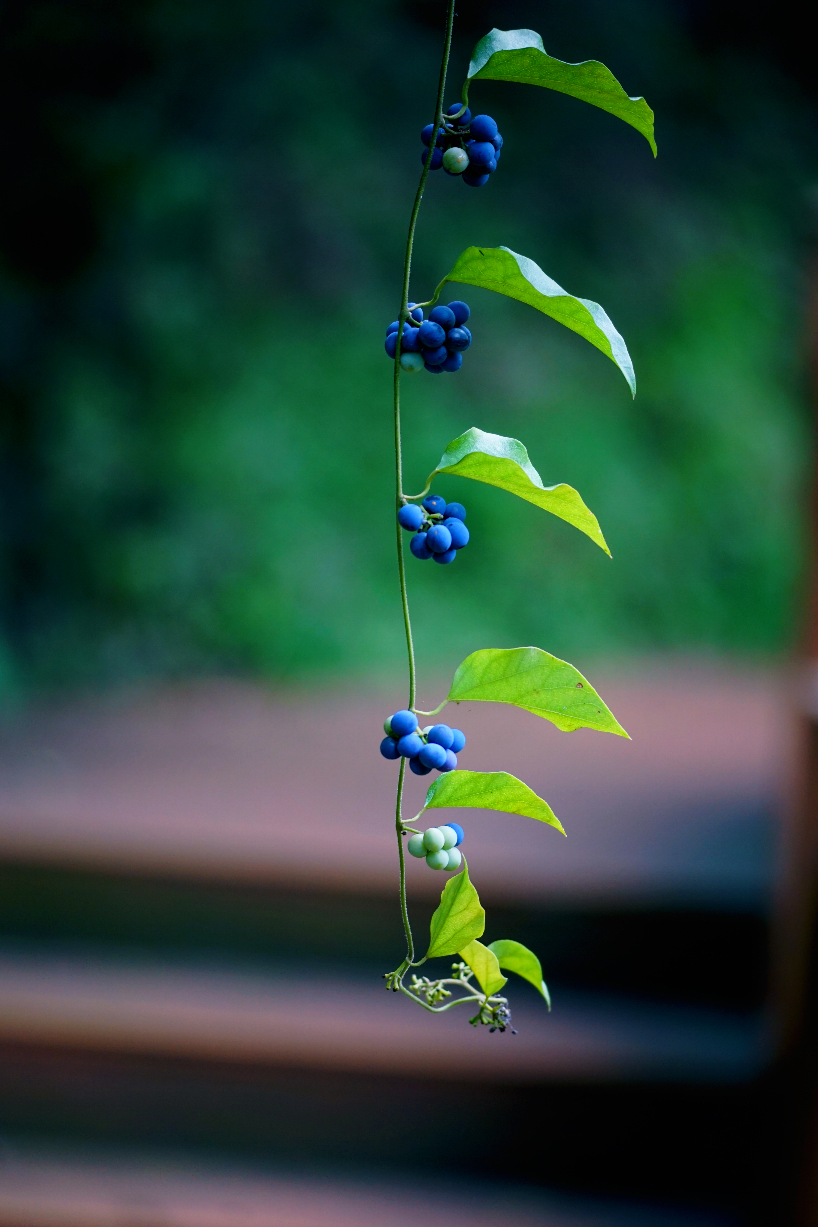 �zӰ--����ĩ�S�ġ�