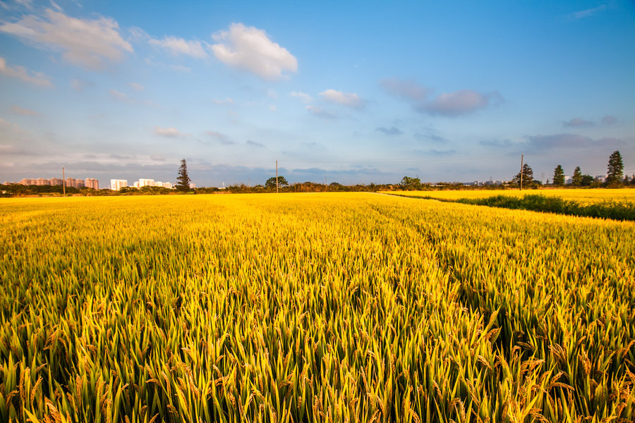 母親的“糧”心 母親的“糧”心