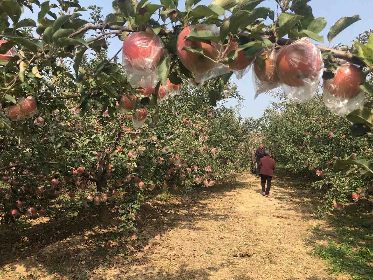 母親與果園 母親與果園