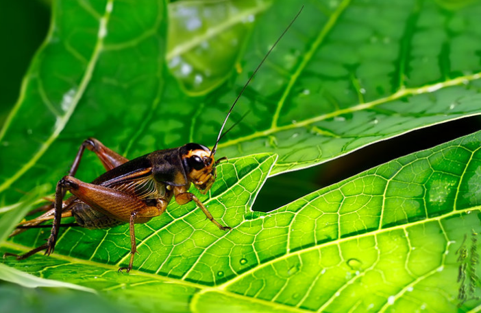 自然的心聲 自然的心聲