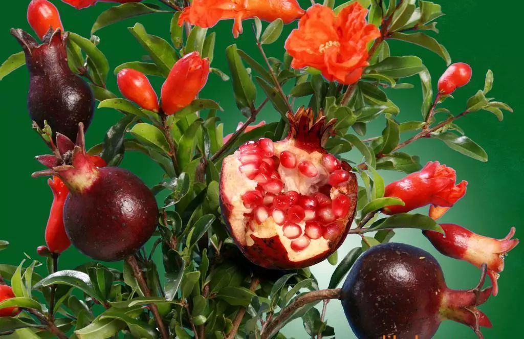 小院石榴紅 小院石榴紅