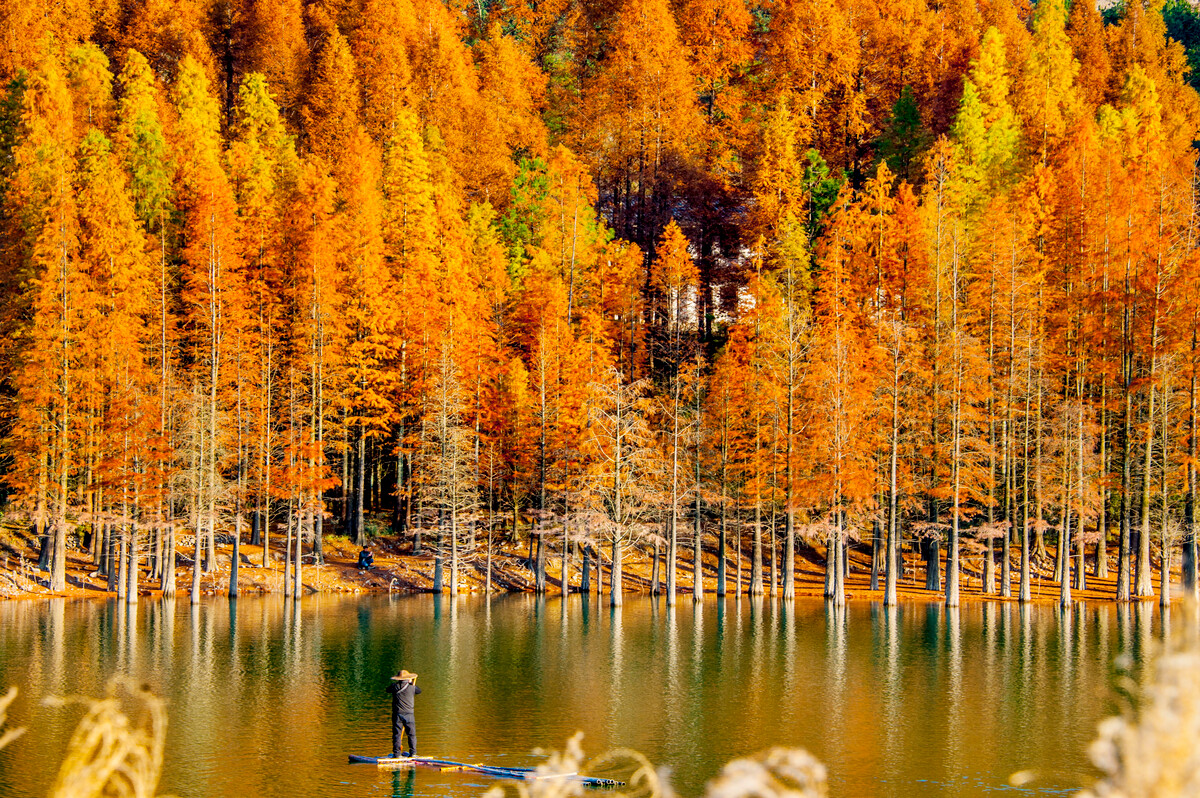 難忘故鄉(xiāng)的水杉 難忘故鄉(xiāng)的水杉