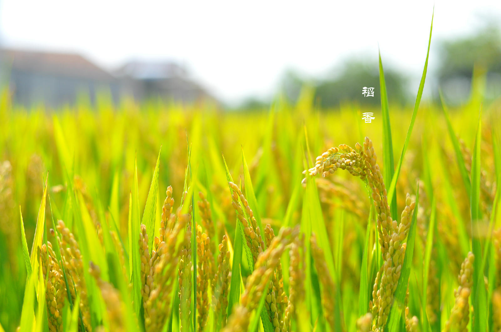 ���L(f��ng)����������