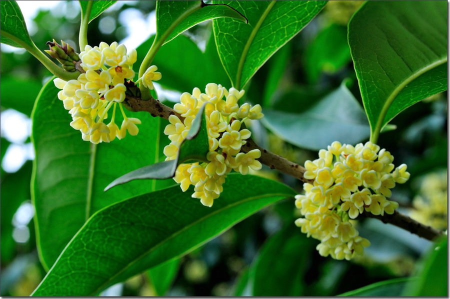 ʮ��䓳ǹ��h�� ������������r(sh��)