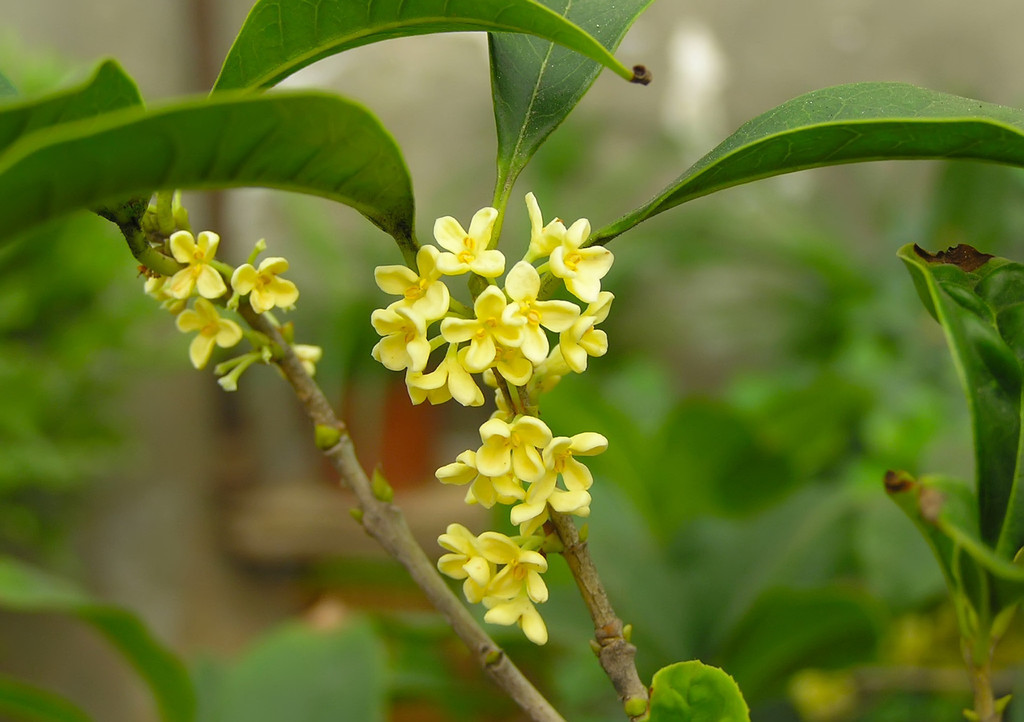 �nһ���¹�