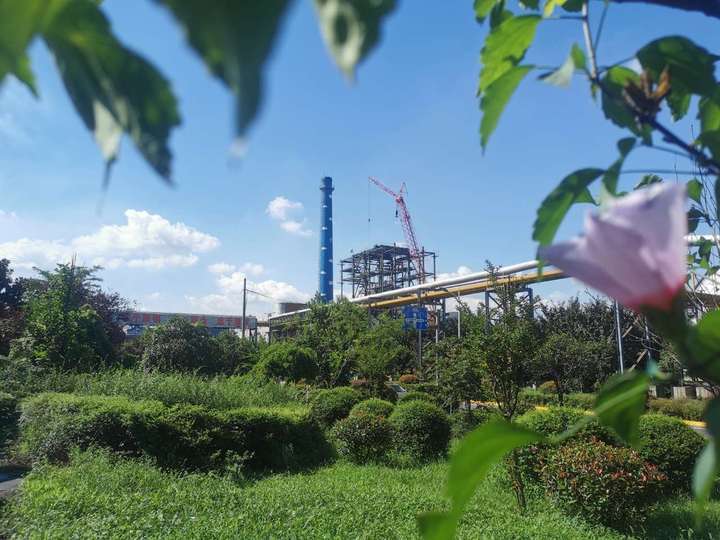 梧桐樹下“鳳凰”來 梧桐樹下“鳳凰”來