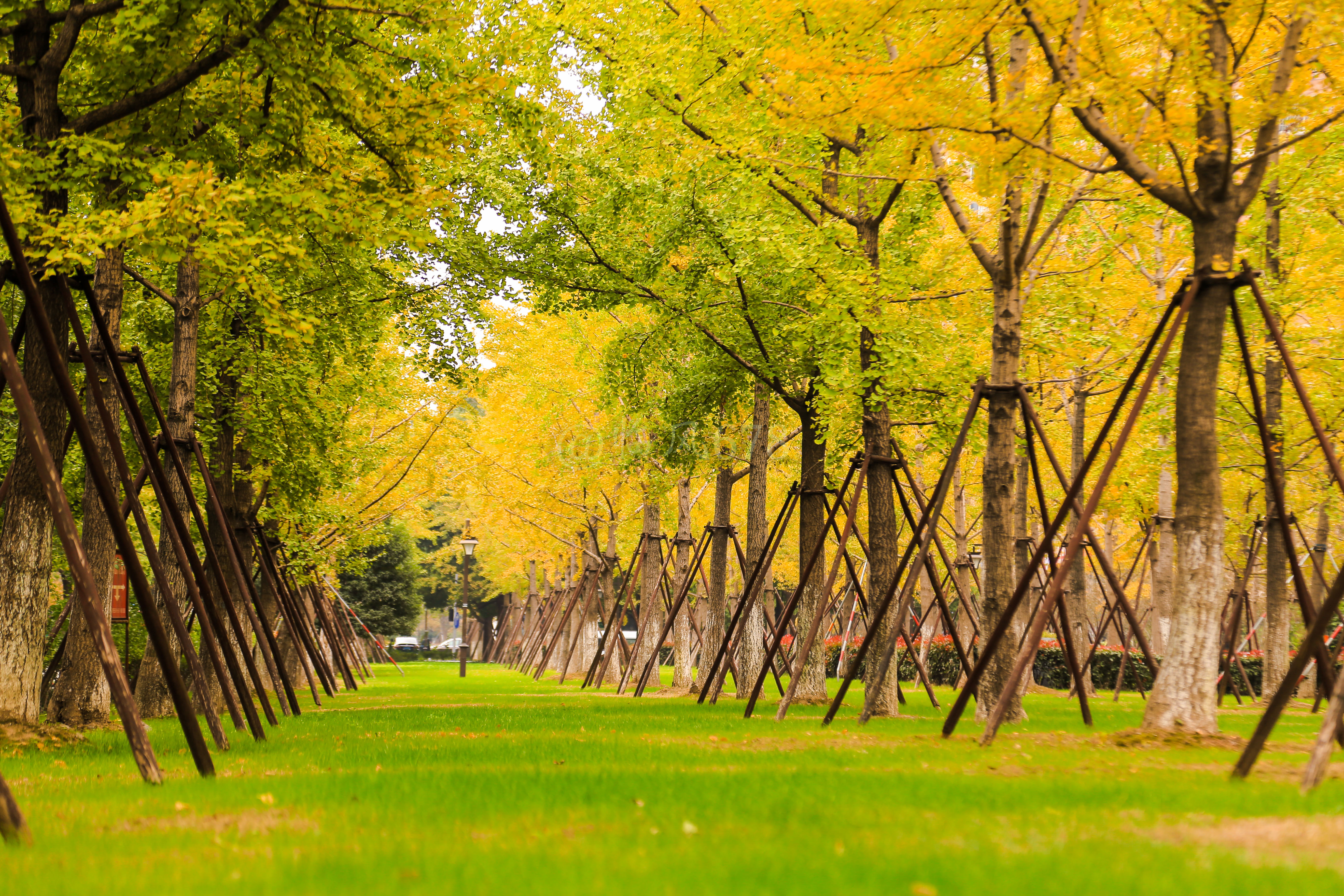 秋的滋味 秋的滋味