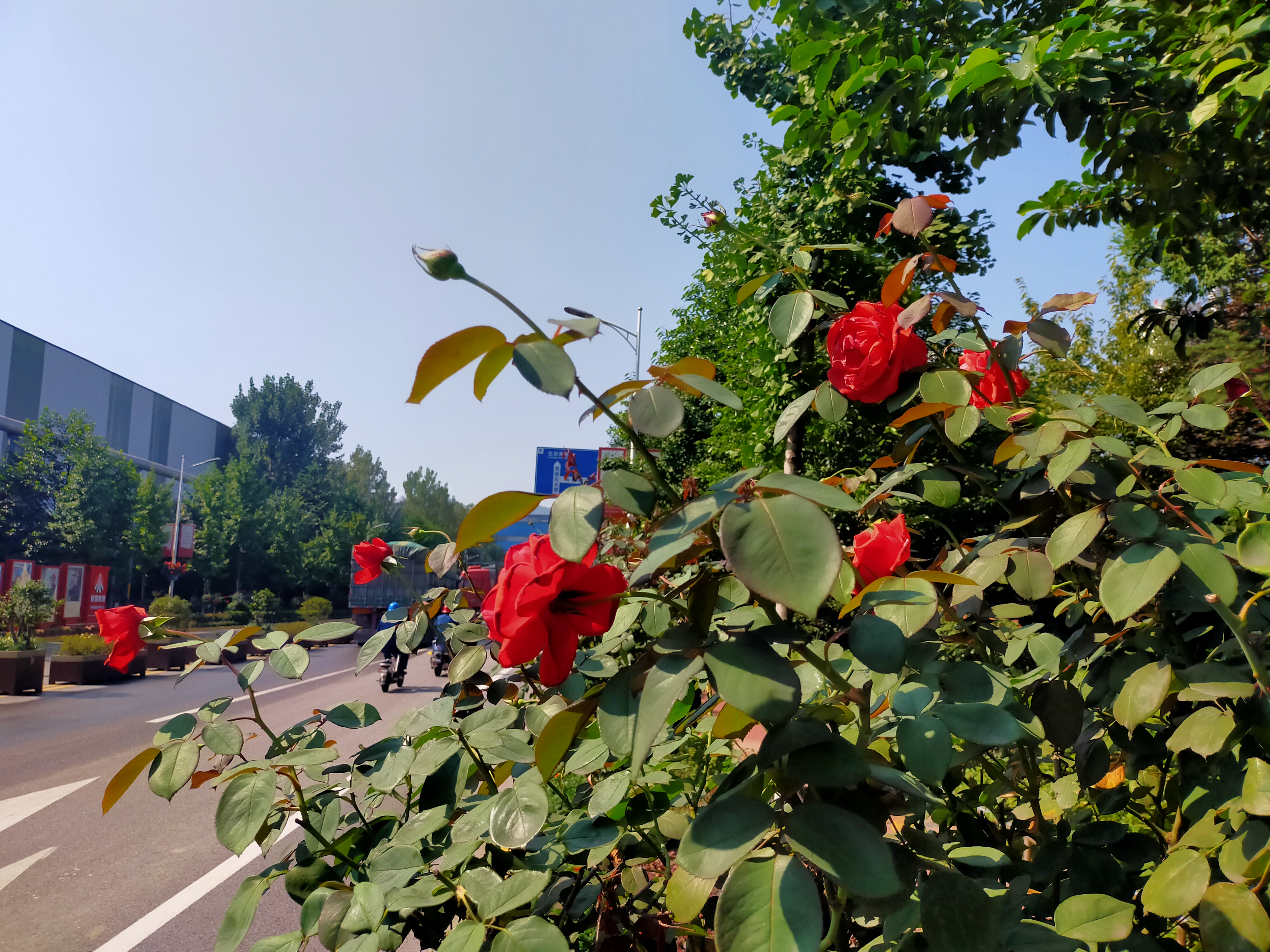 向陽而生 向陽而生