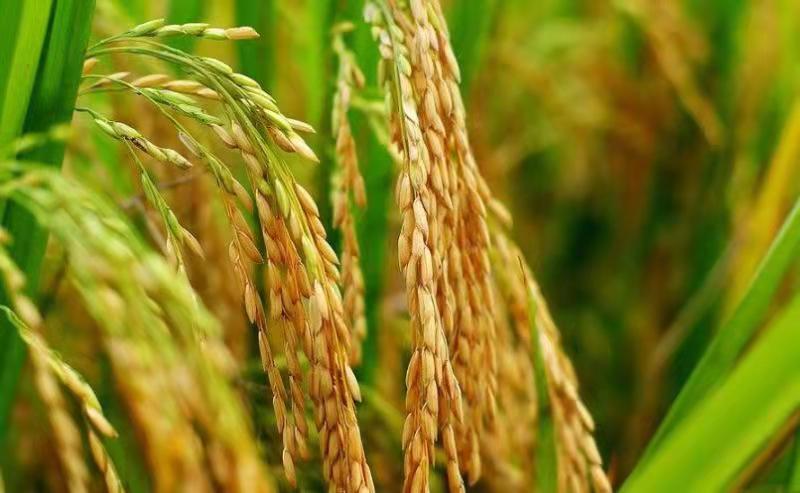 ������ի@