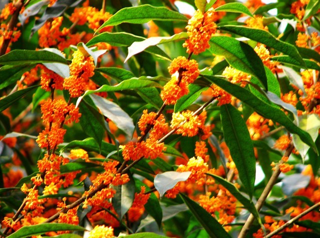 煙雨空蒙桂飄香 煙雨空蒙桂飄香