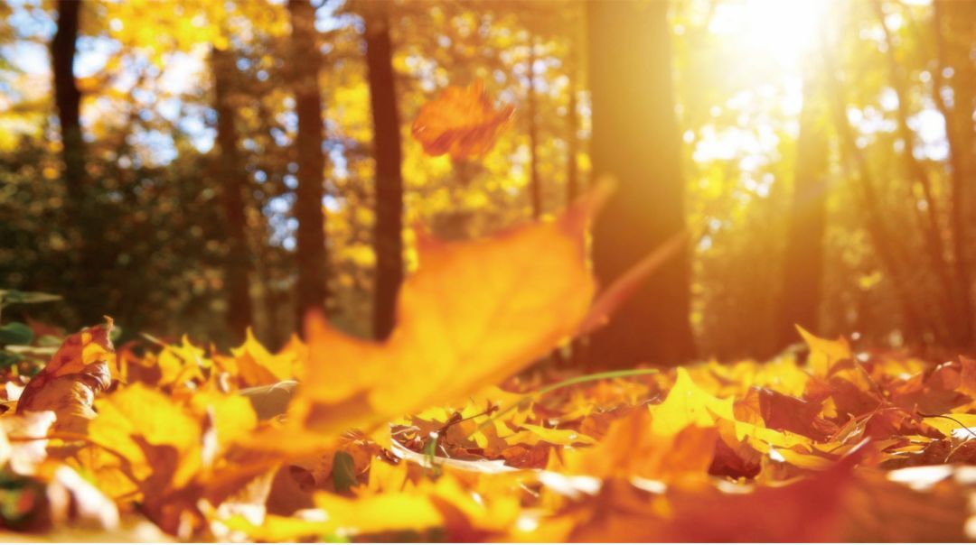 ���µ����{