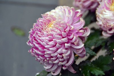 菊花盛放秋意濃 菊花盛放秋意濃