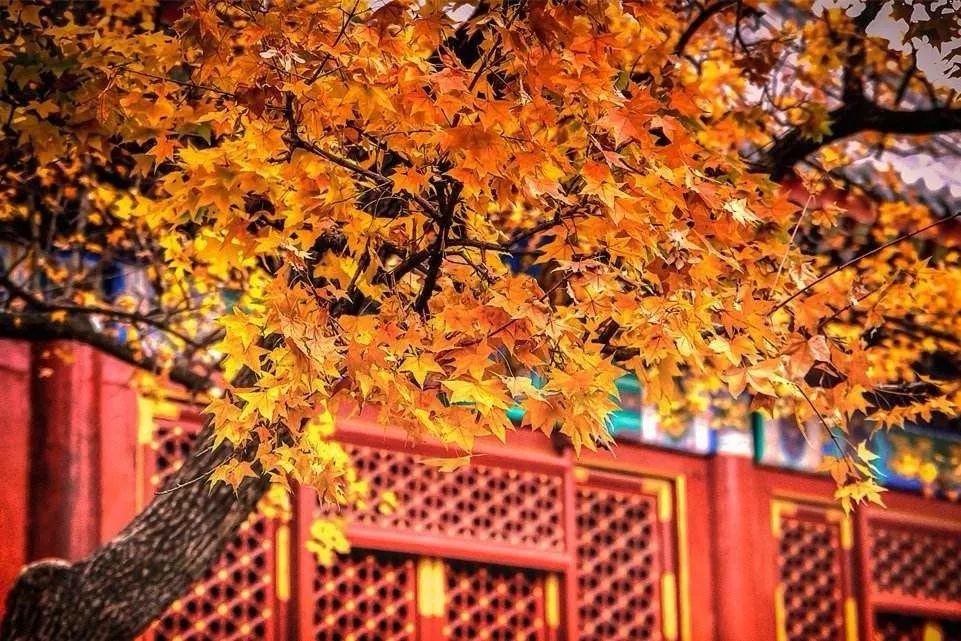 天涼好個秋 天涼好個秋