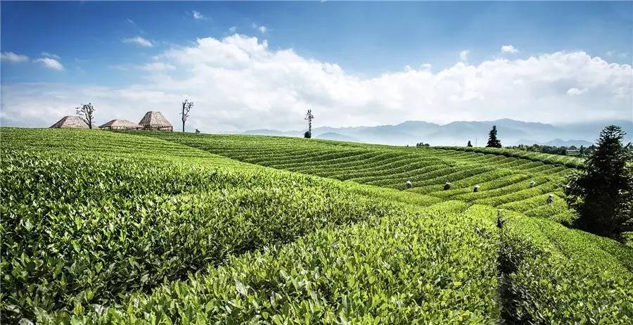 秋天的茶園 秋天的茶園
