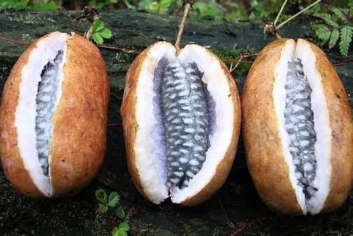 野果里的獨家記憶 野果里的獨家記憶