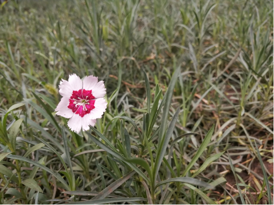 那些開在秋雨中的花
