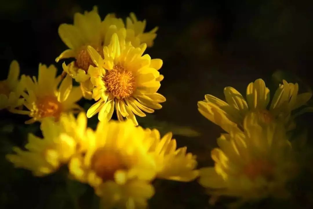 菊有黃華 菊有黃華