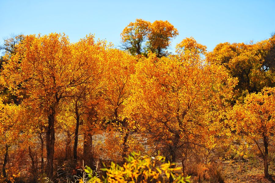 滿色金秋入夢來 滿色金秋入夢來