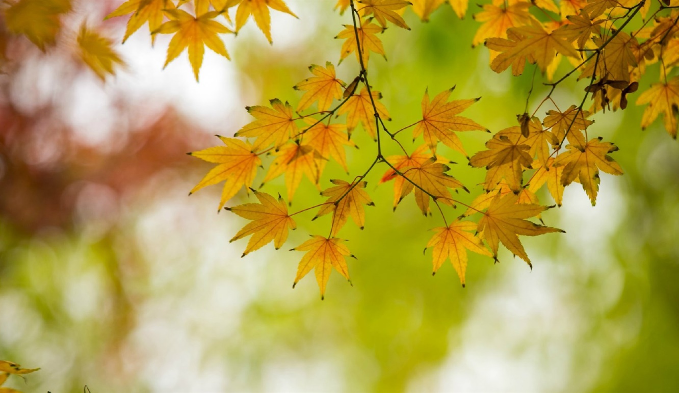 四季梧桐四季美