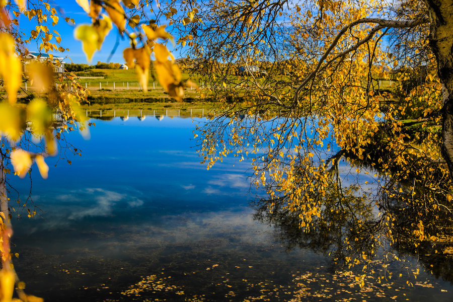 一抹金黃最深秋 一抹金黃最深秋