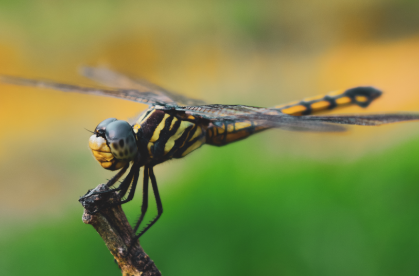 辭別蜻蜓