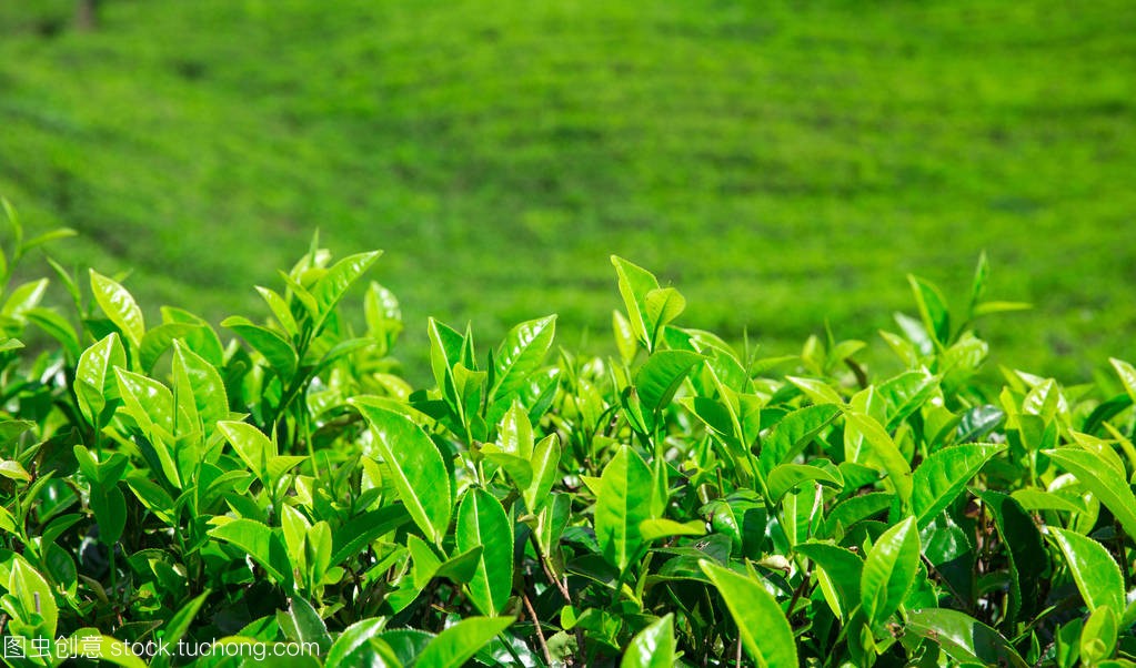 漢中仙毫 漢中仙毫