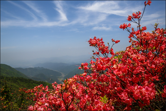 山丹丹花開紅艷艷 山丹丹花開紅艷艷