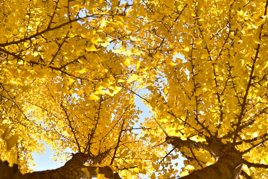 銀杏黃了 銀杏黃了