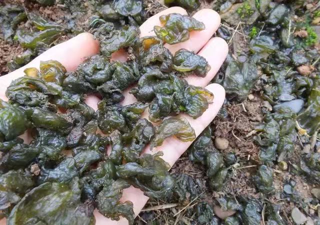 撿拾地軟 撿拾地軟