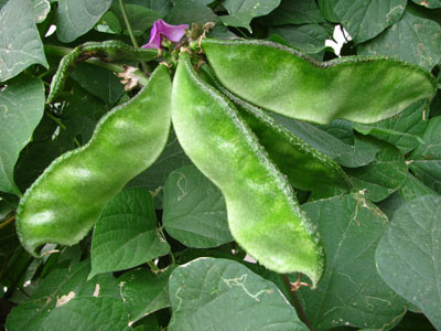 籬笆墻邊的眉豆 籬笆墻邊的眉豆