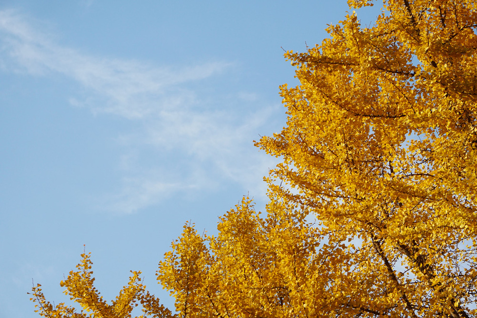 深秋的人生修行