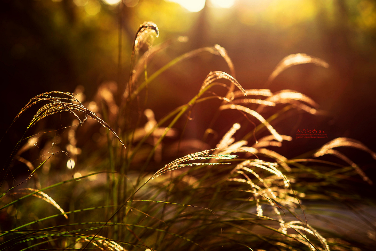 冬日暖陽 冬日暖陽