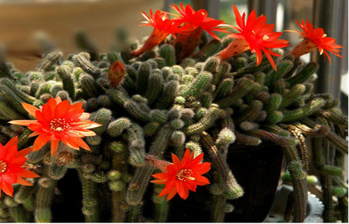 一花一世界，一葉一菩提