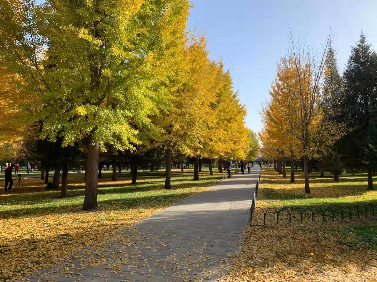 從來銀杏不負秋 從來銀杏不負秋