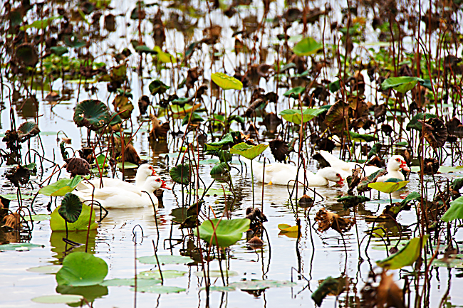 枯荷之美 枯荷之美