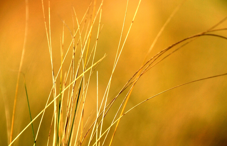 冬日暖陽 冬日暖陽