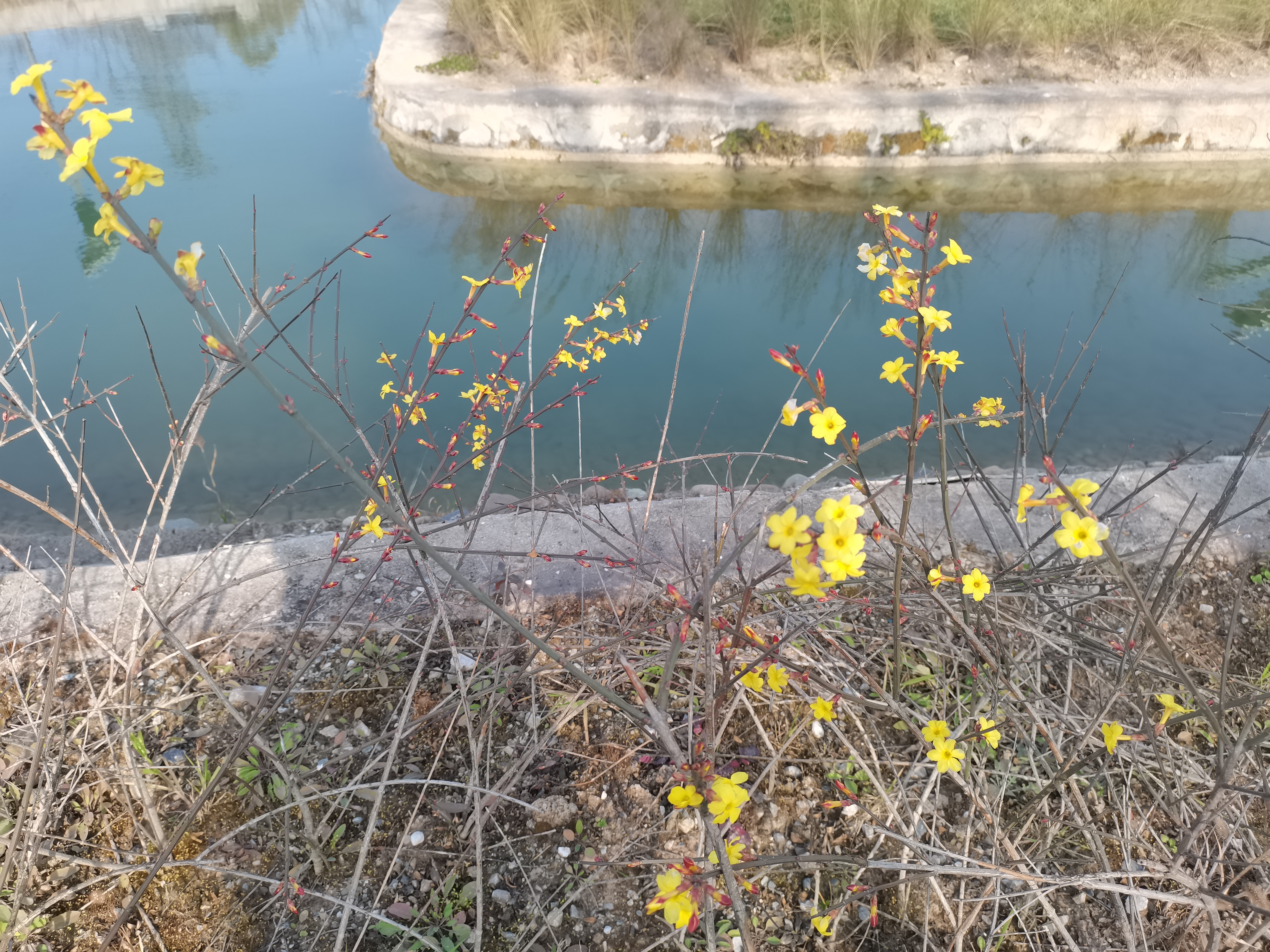 冬日里盛開的迎春花