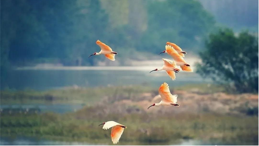 ���q����