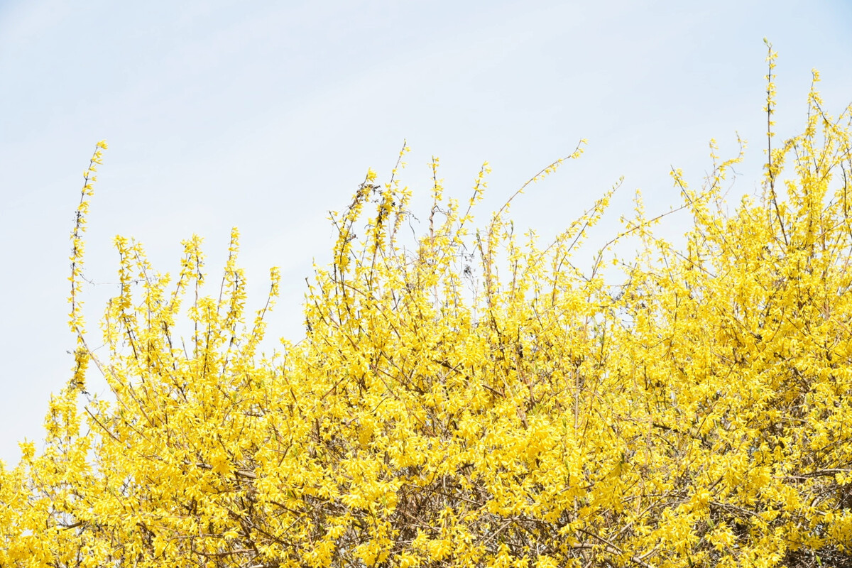 迎春花開(kāi),春天即來(lái) 迎春花開(kāi),春天即來(lái)