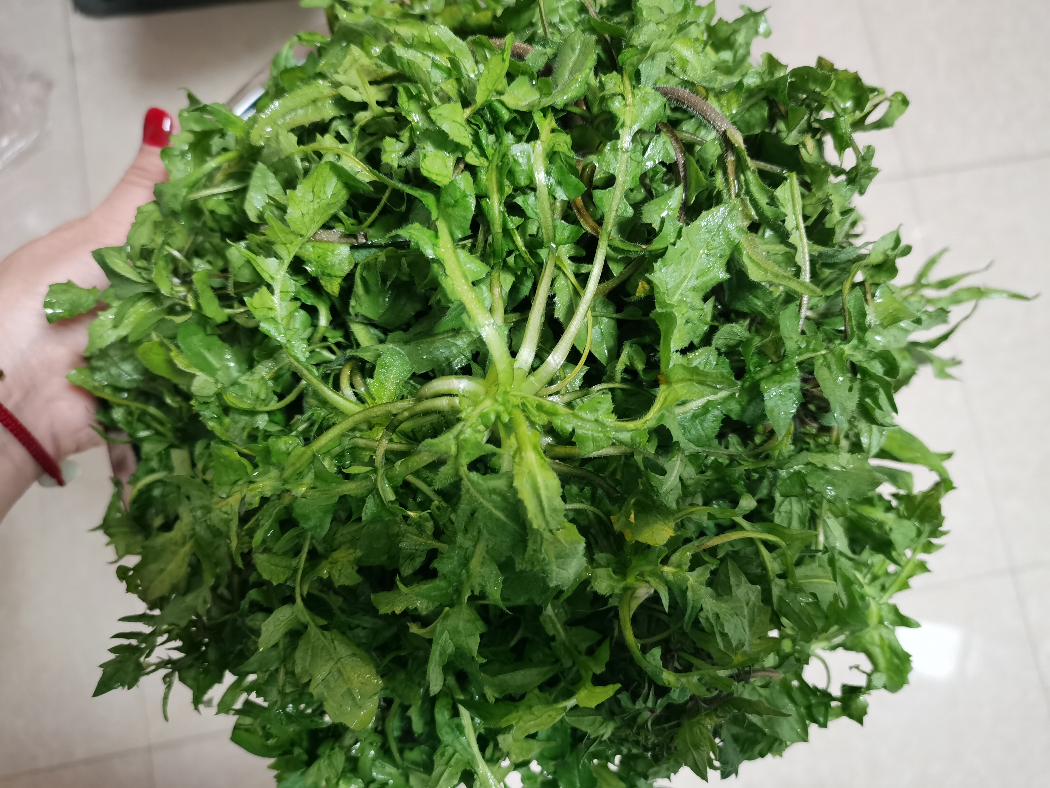 春在薺菜香舌尖