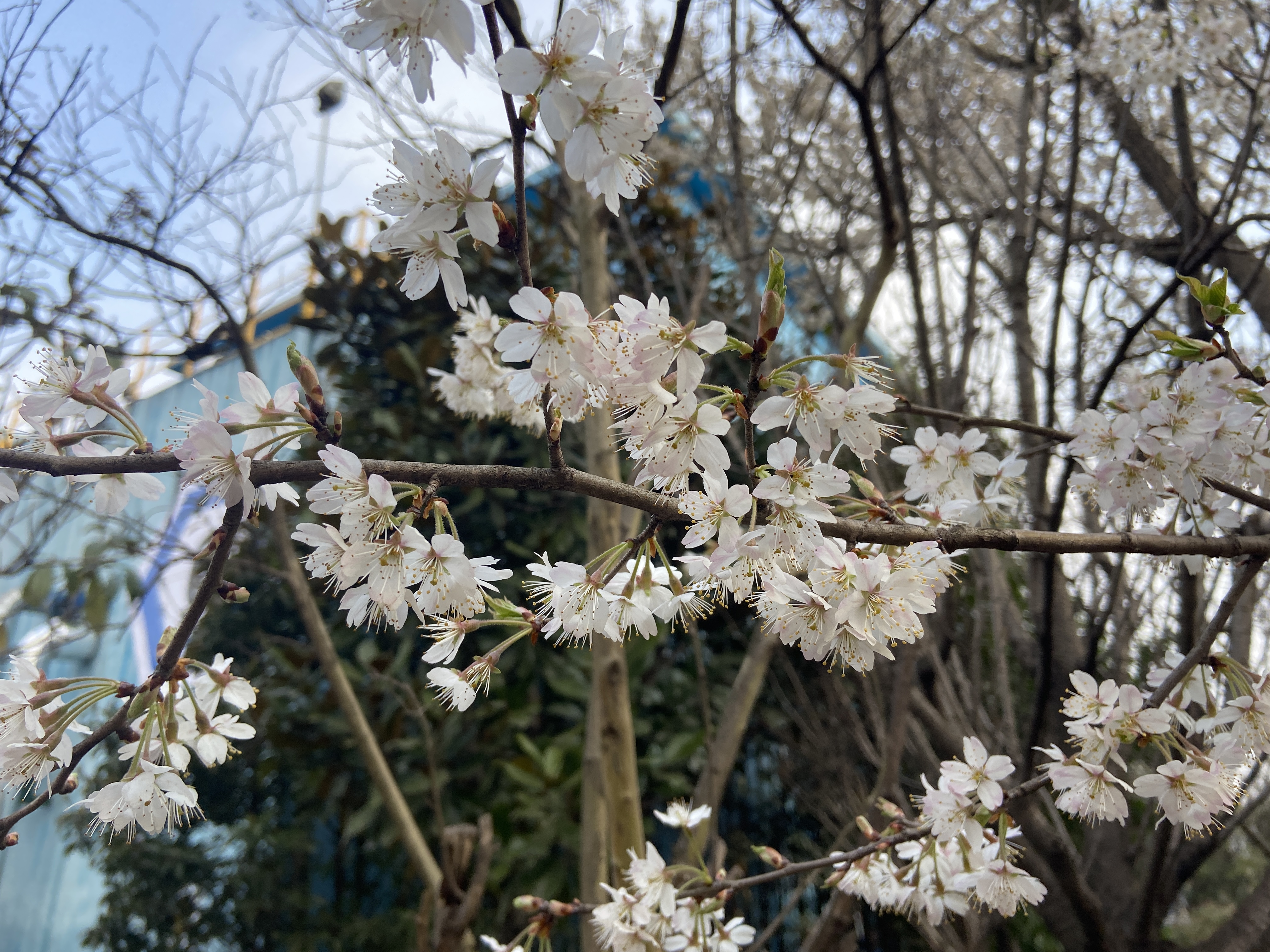 春風(fēng)吹綠十里鋼城