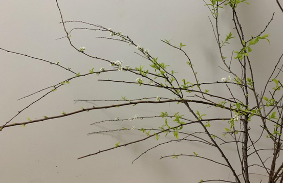 那一抹新綠 那一抹新綠