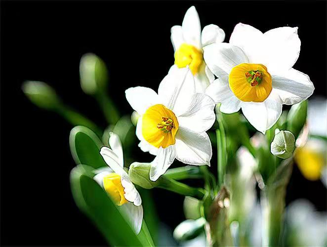 水仙花開 水仙花開