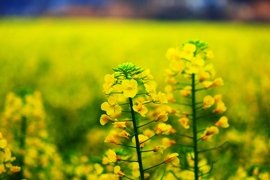 春天的腳步 春天的腳步