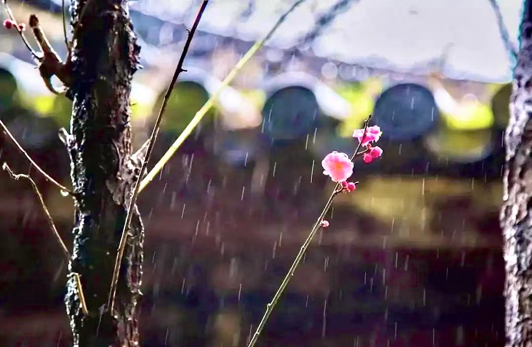 走入春分的雨 走入春分的雨