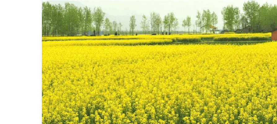 油菜花開 油菜花開