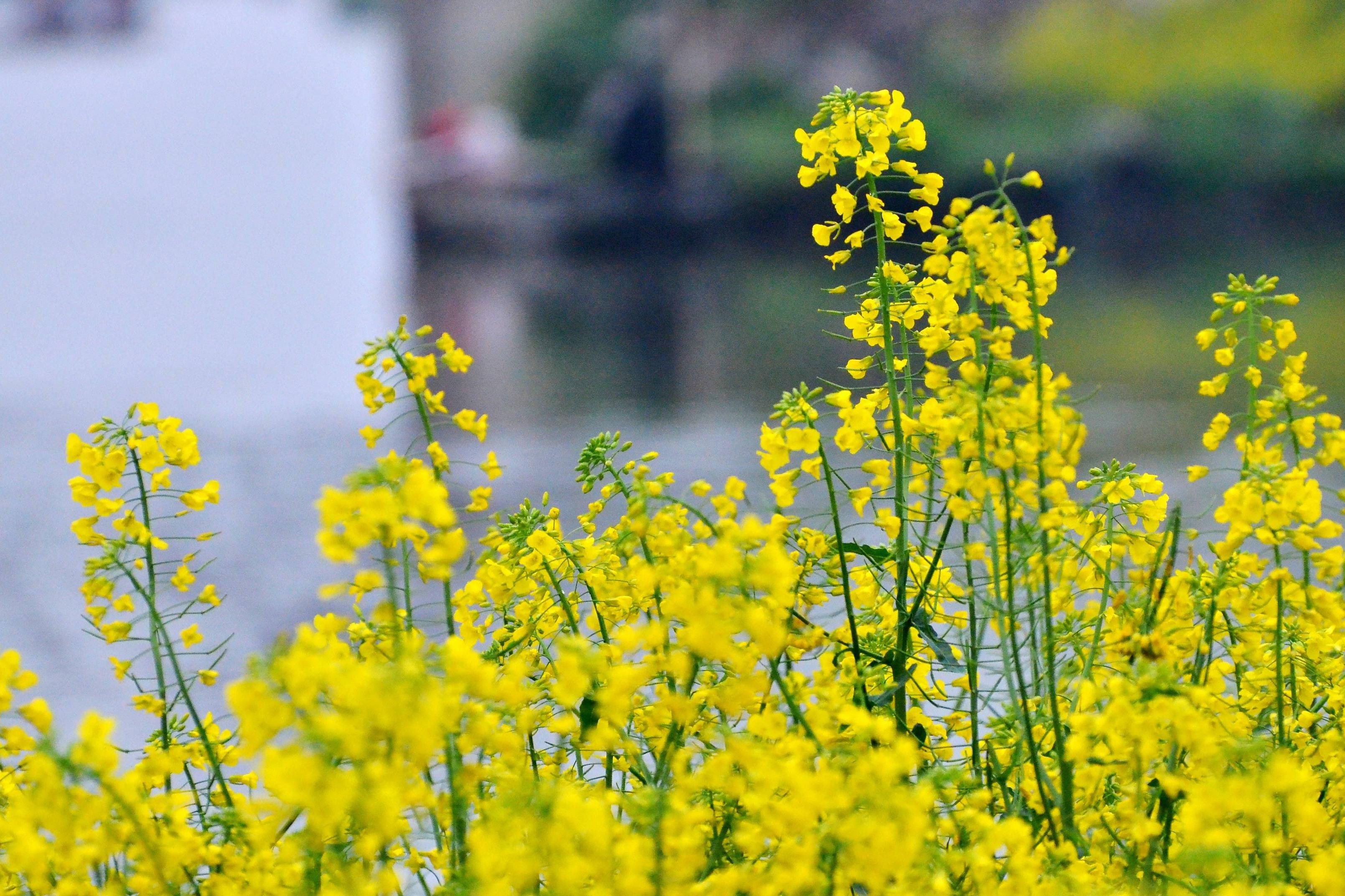 ��ϣ������Ұ��